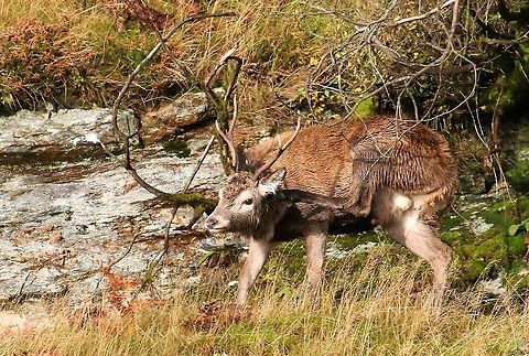 Red Deer stag - when you've got an itch You just have to scratch!! Cervus elaphus,Isle of Jura,Red deer