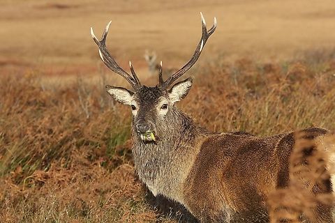 Red Deer stag feeding up during the rut Well camouflaged stag on the beautiful Isle of Jura Cervus elaphus,Isle of Jura,Red deer
