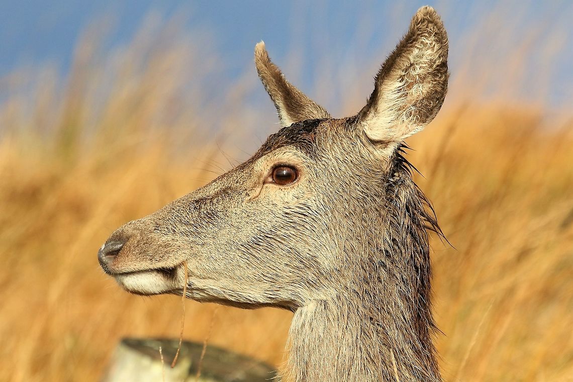 Red Deer doe Eating on the Isle of Jura Cervus elaphus,Isle of Jura,Red deer