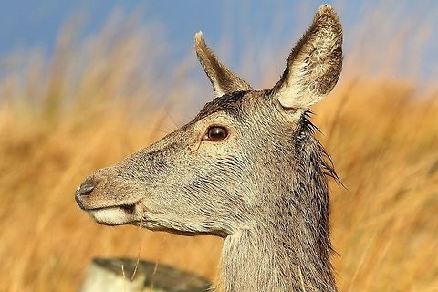 Red Deer doe Eating on the Isle of Jura Cervus elaphus,Isle of Jura,Red deer