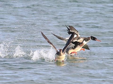 Red-breasted Mergansers fighting over the spoils Red-breasted Merganser drakes fighting over a duck Isle of Jura,Mergus serrator,Red-breasted merganser