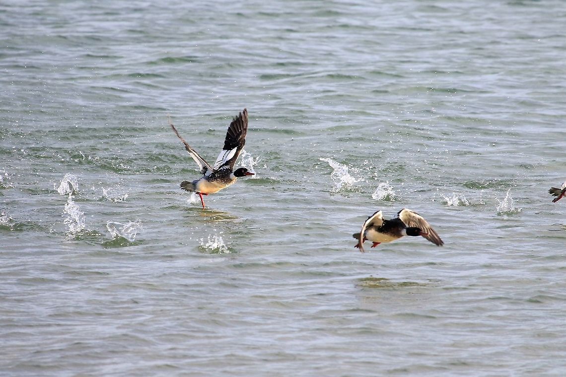 Red-breasted Merganser drakes Trying to escape from the fight Isle of Jura,Mergus serrator,Red-breasted merganser
