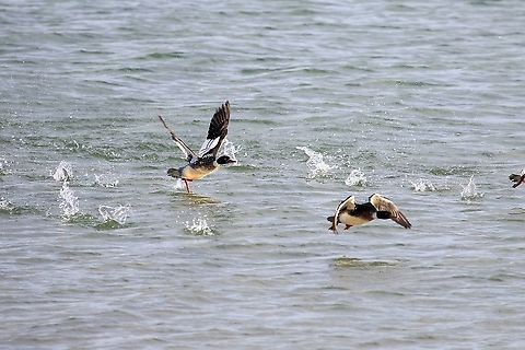 Red-breasted Merganser drakes Trying to escape from the fight Isle of Jura,Mergus serrator,Red-breasted merganser