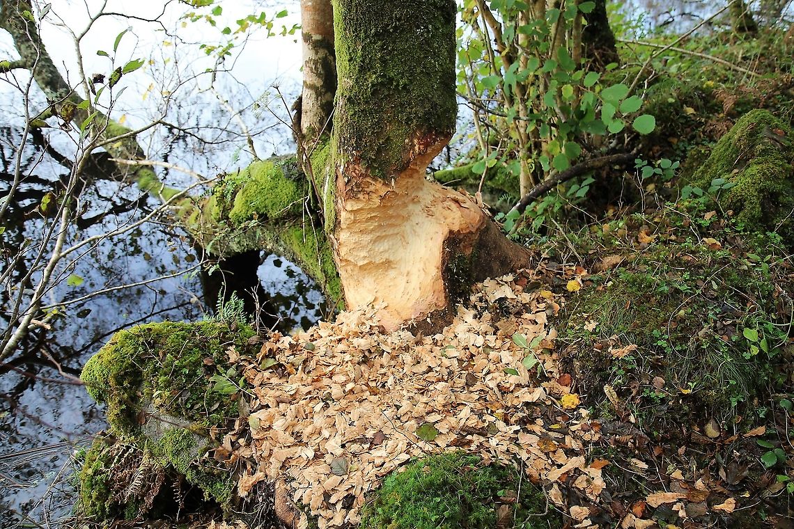 Beaver gnawings The work of the European beaver, re-introduced to Knapdale in Scotland.  A big tree. Castor fiber,Scotland,tree felling