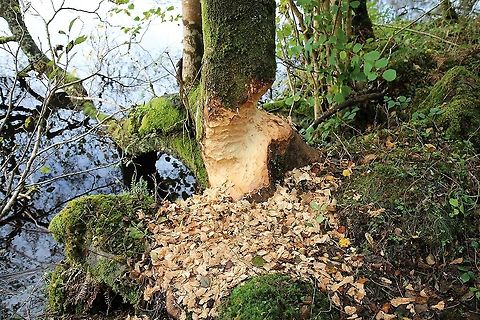 Beaver gnawings The work of the European beaver, re-introduced to Knapdale in Scotland.  A big tree. Castor fiber,Scotland,tree felling