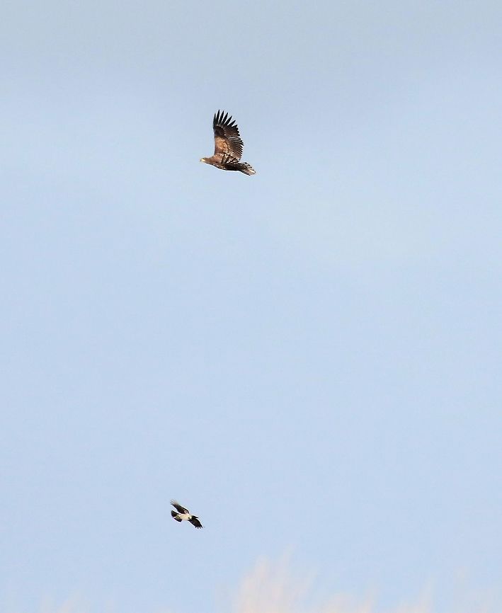 White-tailed Eagle and Hooded Crow Comparative sizes, White-tailed Eagles predate on Hooded Crows.  Watched one take a guillemot Corvus cornix,Haliaeetus albicilla,Hooded Crow,Isle of Jura,White-tailed eagle