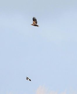 White-tailed Eagle and Hooded Crow Comparative sizes, White-tailed Eagles predate on Hooded Crows.  Watched one take a guillemot Corvus cornix,Haliaeetus albicilla,Hooded Crow,Isle of Jura,White-tailed eagle