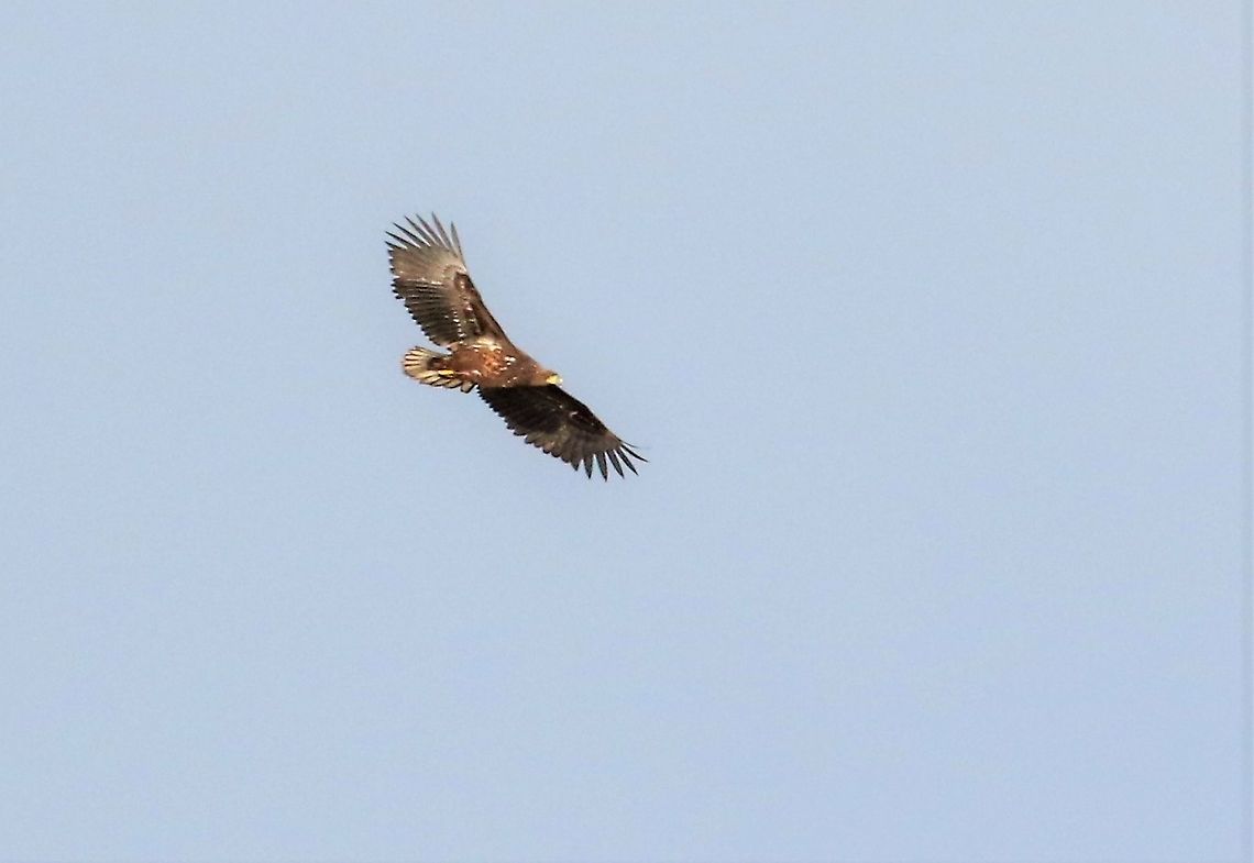 White-tailed Eagle White-tailed eagle flying over the Sound of Islay Haliaeetus albicilla,Isle of Jura,White-tailed eagle
