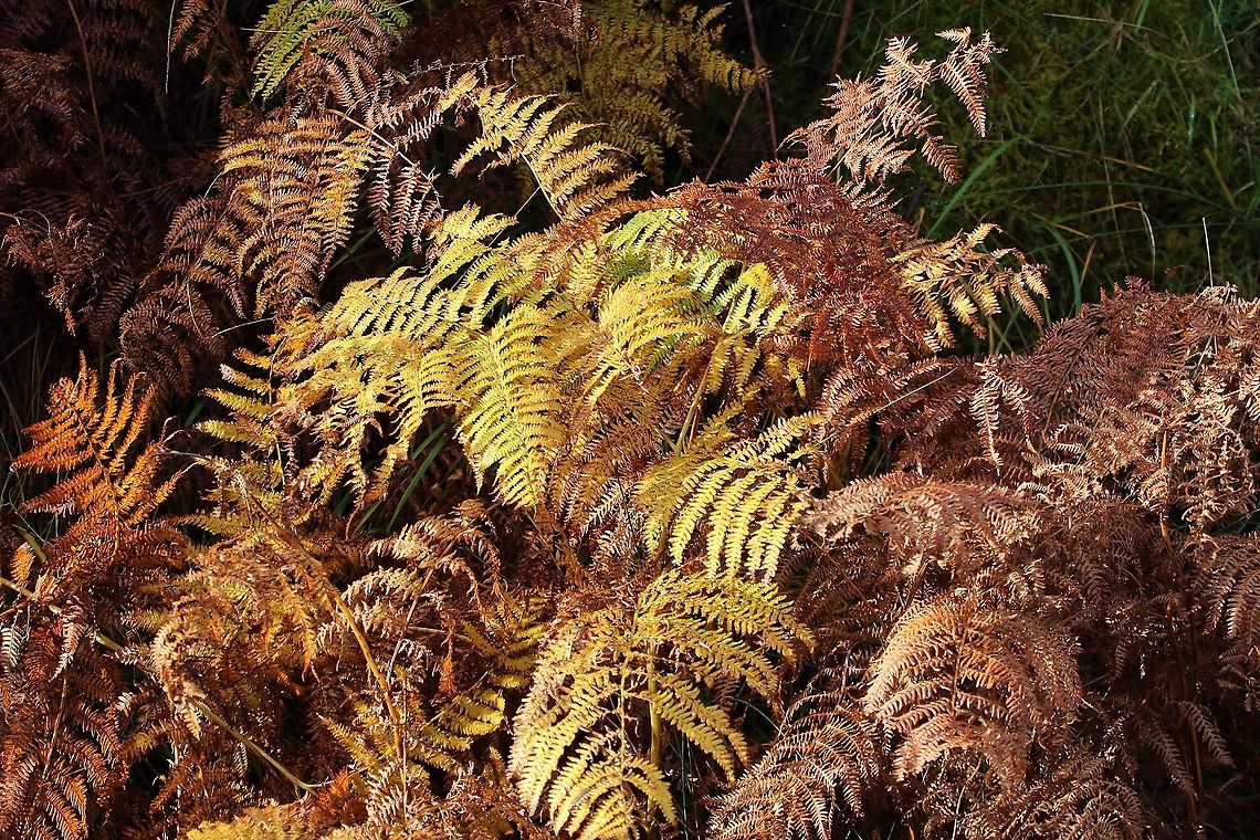 Bracken wearing Autumn colours The glorious colours of bracken Bracken,Eagle fern,Isle of Jura,Pteridium aquilinum