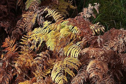 Bracken wearing Autumn colours The glorious colours of bracken Bracken,Eagle fern,Isle of Jura,Pteridium aquilinum