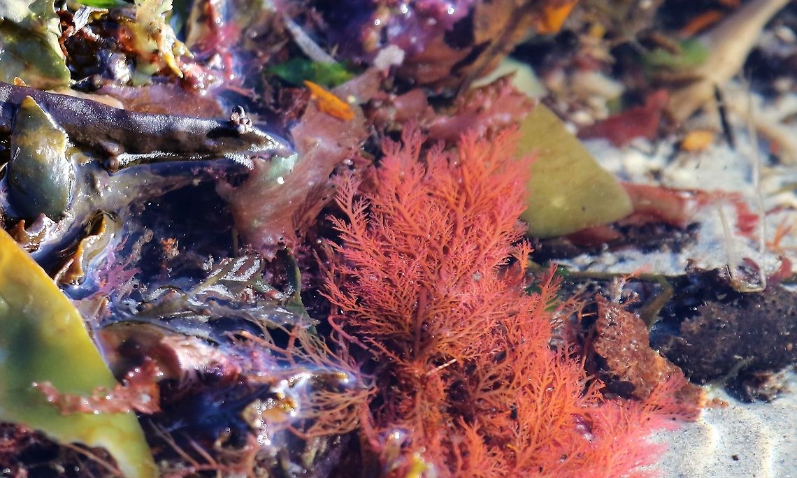 Plocamium cartilagineum Cock&#039;s comb seaweed - Isle of Jura Cock's comb,Isle of Jura,Plocamium cartilagineum