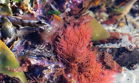 Plocamium cartilagineum Cock's comb seaweed - Isle of Jura Cock's comb,Isle of Jura,Plocamium cartilagineum