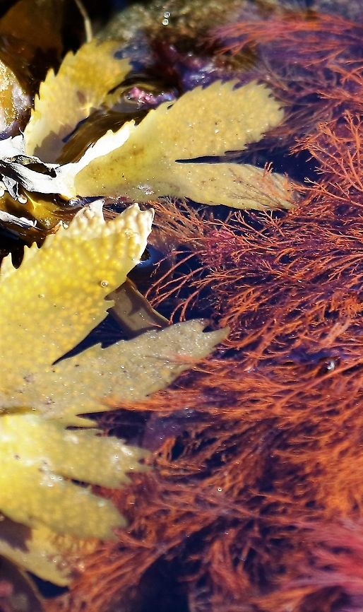 Toothed Wrack Toothed Wrack on the left over Cock's comb seaweed Fucus serratus,Isle of Jura,Toothed Wrack
