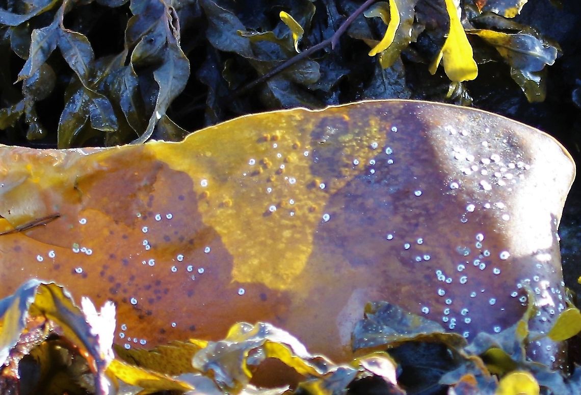 Tubeworms on oarweed Tube worms that filter feed in the littoral zone Isle of Jura,Spirorbis spirorbis,tubeworm