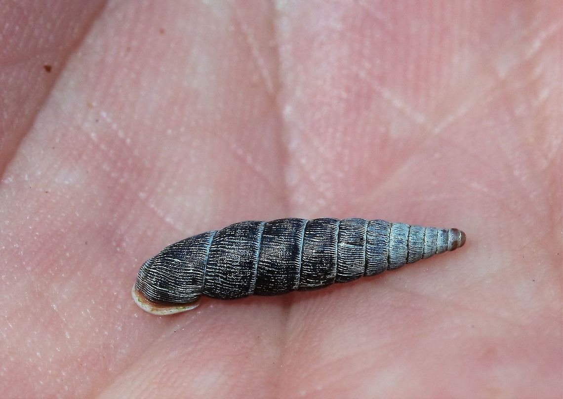 Craven Door Snail From Hutton Roof Crags, a now rare snail Clausilia dubia,Craven Door Snail,Cumbria,Hutton Roof Reserve