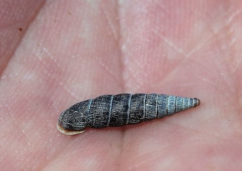 Craven Door Snail From Hutton Roof Crags, a now rare snail Clausilia dubia,Craven Door Snail,Cumbria,Hutton Roof Reserve