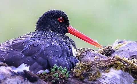 Oyster Catcher (Eurasian) Sitting tight in the rain on its nest on top of a drystone wall. Cumbria,Eurasian oyster catcher,Haematopus ostralegus