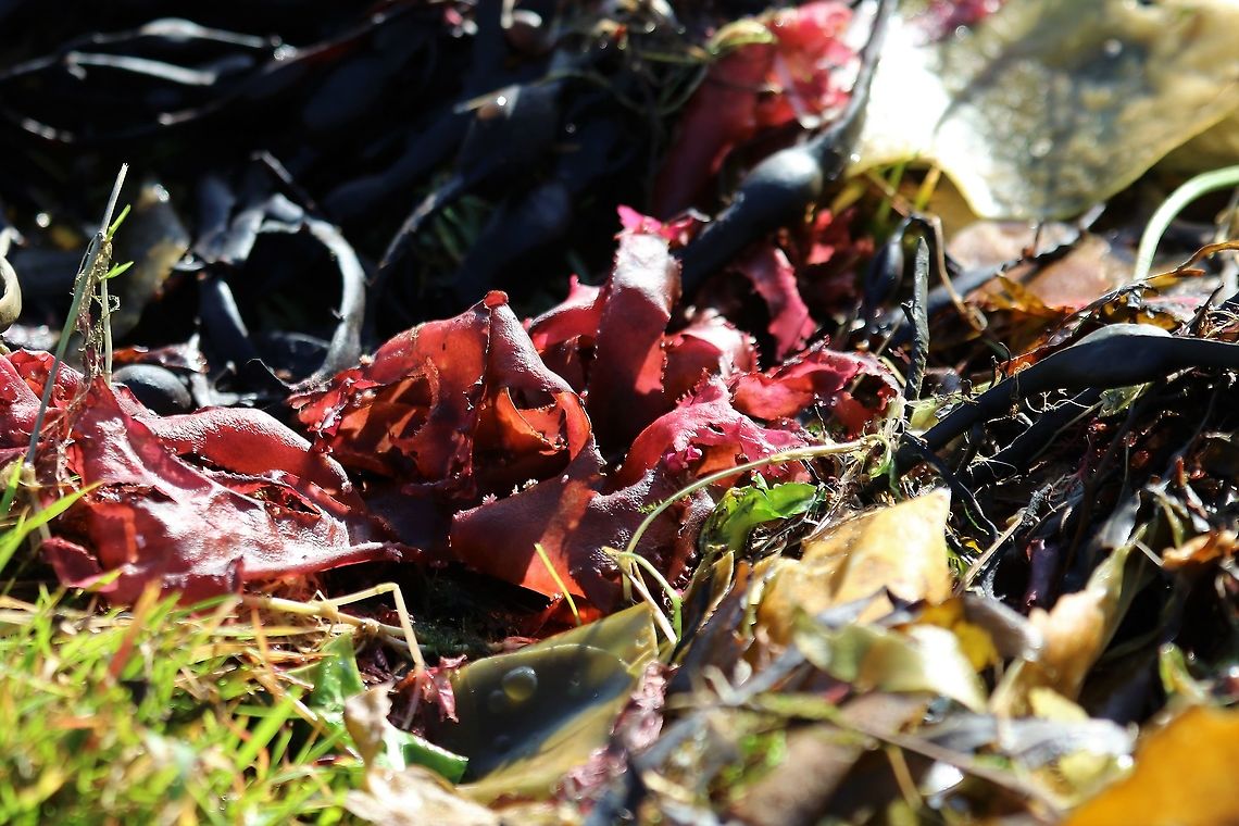 Dulse On the shore of the Sound of Jura, following gales Dulse,Edible seaweed,Isle of Jura,Palmaria palmata