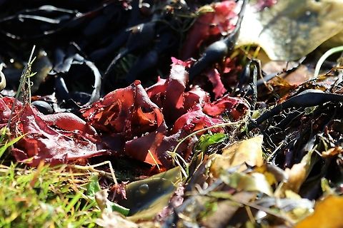 Dulse On the shore of the Sound of Jura, following gales Dulse,Edible seaweed,Isle of Jura,Palmaria palmata