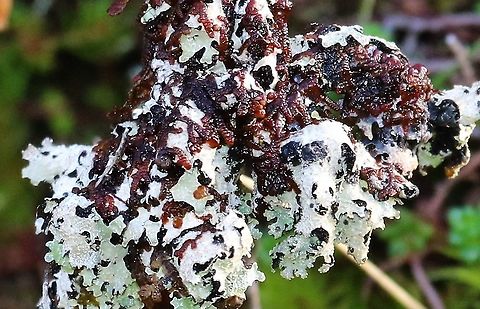 Frullania tamarisci This is a bryophyte & has an epiphytic relationship, growing on the green liverwort. Frullania tamarisci,Isle of Jura,Tamarisk Scalewort