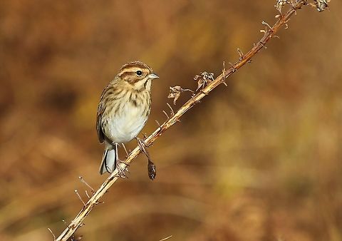 Lapland Bunting or Larkspur Lucky to see this on the Isle of Jura, fortunately a friend was able to identify it, as it's a rare visitor, I really struggled to identify it through the larks, pipits and other passerines.  This is a 1st winter adult. Calcarius lapponicus,Isle of Jura,Lapland Bunting,Lapland longspur