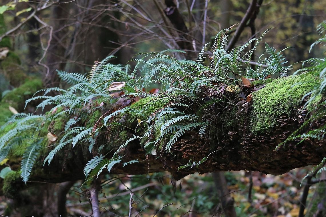 Common Polypore Common polypore, an epiphyte in our woodland showing the dead leaves (russet, against underside of the tree); these died during the spring drought (10 weeks without rain).  The fern is very resilient. Common Polypody,Cumbria,Kings Meaburn,Polypodium  vulgare