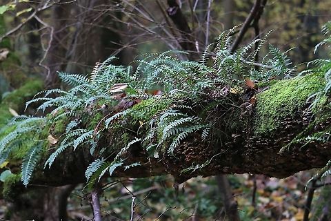 Common Polypore Common polypore, an epiphyte in our woodland showing the dead leaves (russet, against underside of the tree); these died during the spring drought (10 weeks without rain).  The fern is very resilient. Common Polypody,Cumbria,Kings Meaburn,Polypodium  vulgare