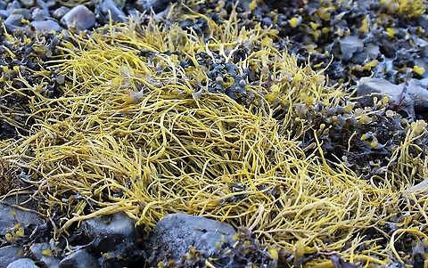 Sea thong or spaghetti Carpets of this vibrant brown algae on Loch Tarbert, a sea loch which almost halves Jura Himanthalia elongata,Isle of Jura,Sea spaghetti,Sea thong