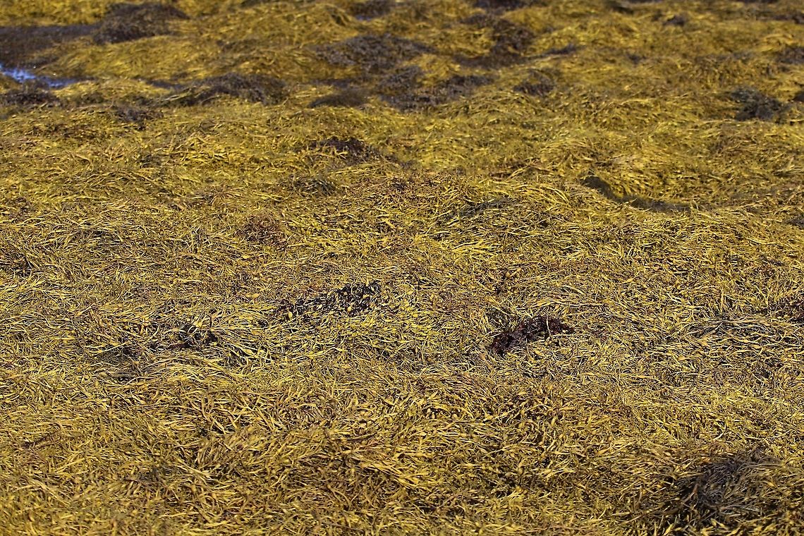 Sea thong or spaghetti A carpet of this brown algae on the edge of Loch Tarbert Himanthalia elongata,Isle of Jura,Sea spaghetti,Sea thong
