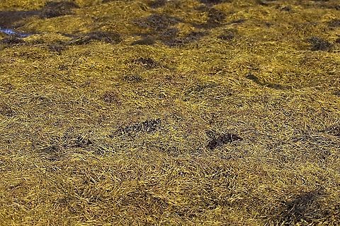 Sea thong or spaghetti A carpet of this brown algae on the edge of Loch Tarbert Himanthalia elongata,Isle of Jura,Sea spaghetti,Sea thong