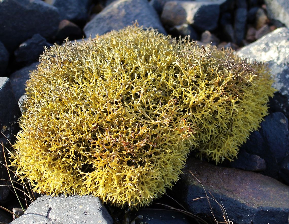 Channel wrack The seaweed that grows highest on the shoreline.  This on Loch Tarbert Channel wrack,Isle of Jura,Pelvetia,Pelvetia canaliculata