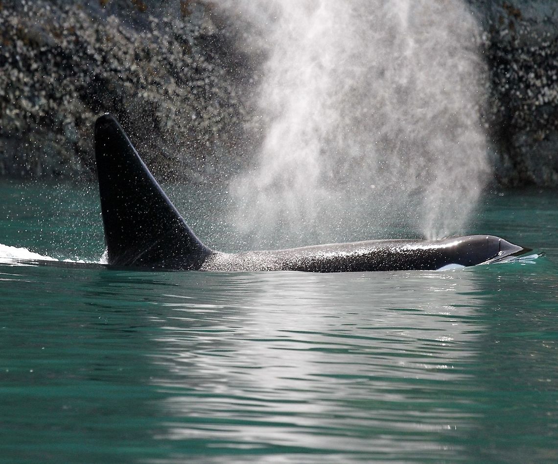 Killer Whale Orca near Ramsay Arm on a trip from Campbell River, Vancouver Island.  Magical creatures! Killer whale,Orcinus orca,Vancouver Island
