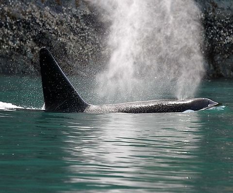 Killer Whale Orca near Ramsay Arm on a trip from Campbell River, Vancouver Island.  Magical creatures! Killer whale,Orcinus orca,Vancouver Island