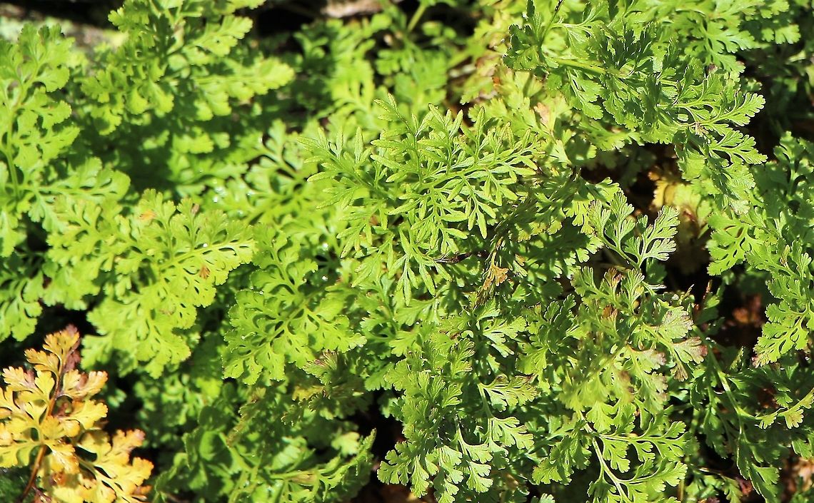 Parsley Fern Close up of this delicate fern growing on a drystone wall Cryptogramma crispa,Cumbria,Parsley fern