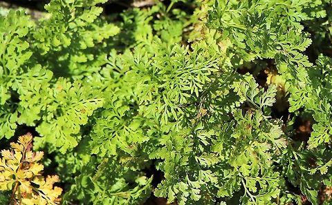Parsley Fern Close up of this delicate fern growing on a drystone wall Cryptogramma crispa,Cumbria,Parsley fern