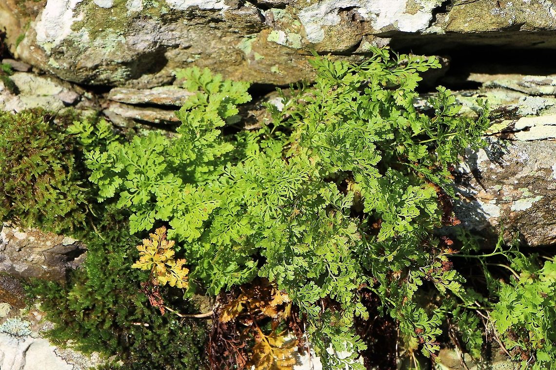 Parsley Fern Growing on drystone wall on way to Place Fell. Cryptogramma crispa,Cumbria,Parsley fern