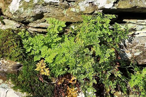 Parsley Fern Growing on drystone wall on way to Place Fell. Cryptogramma crispa,Cumbria,Parsley fern
