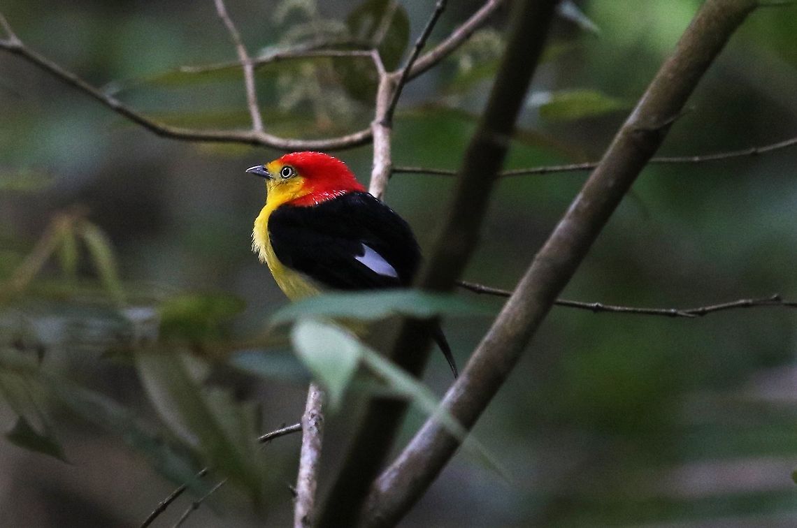 Wire-tailed Manakin A wonderful striking Manakin displaying close to Rio Ariporo. Colombia,Hato La Aurora,Pipra filicauda,Wire-tailed manakin
