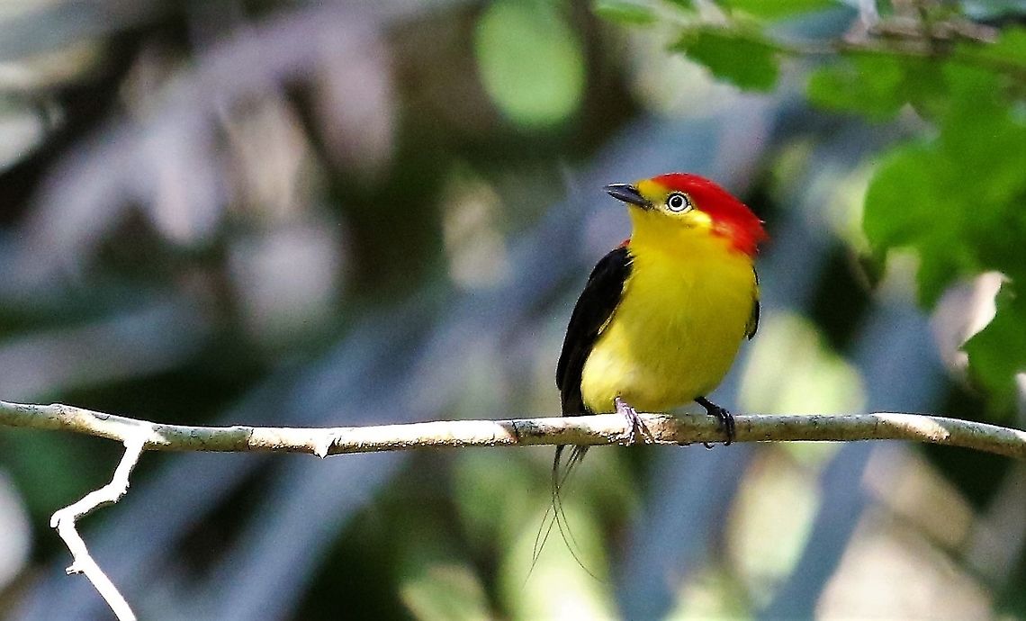 Wire-tailed Manakin Beautiful manakin, displayed so well for us, even a small shaft of sunlight Hato La Aurora,Pipra filicauda,Wire-tailed manakin