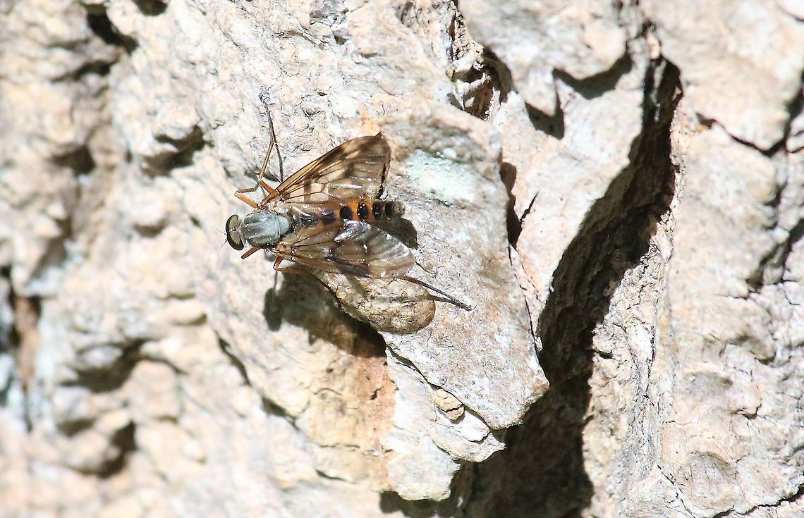 Downlooker Snipefly On Scots Pine bark Cumbria,Downlooker snipefly,Kings Meaburn,Rhagio scolopaceus