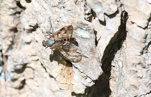 Downlooker Snipefly On Scots Pine bark Cumbria,Downlooker snipefly,Kings Meaburn,Rhagio scolopaceus