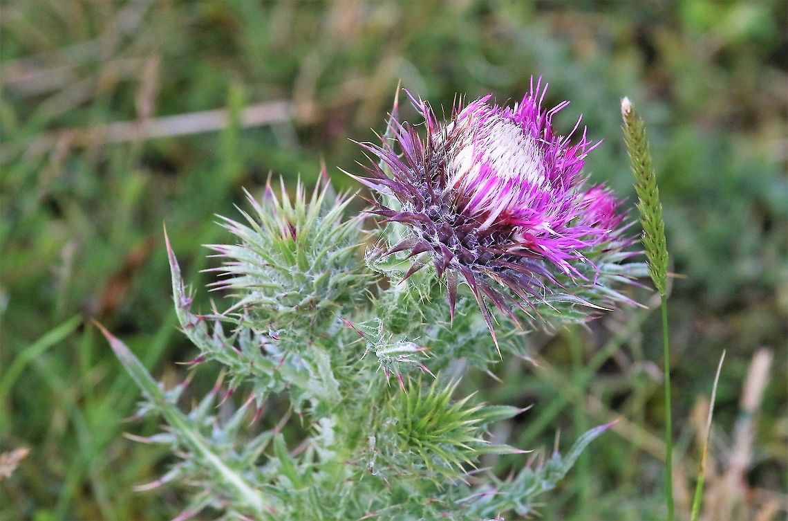 Musk Thistle Hardendale Fell Musk Thistle near Shap Carduus nutans,Cumbria,Musk thistle