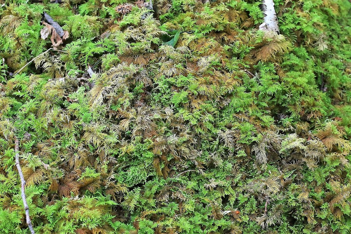 Common Feather Moss Growing on the limestone payment under tree cover Common Feather Moss,Cumbria,Hutton Roof Reserve,Kindbergia praelonga