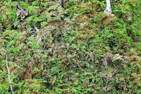 Common Feather Moss Growing on the limestone payment under tree cover Common Feather Moss,Cumbria,Hutton Roof Reserve,Kindbergia praelonga