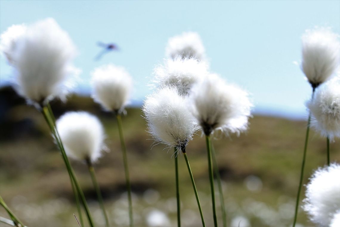 Cotton Grass Above Swindale Common cottonsedge,Cumbria,Eriophorum angustifolium,Swindale