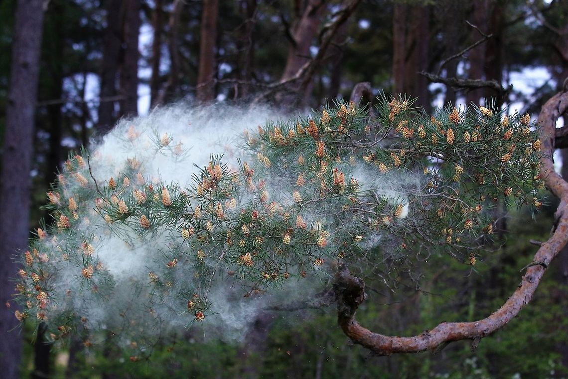 Scots Pine releasing pollen Fabulous cloud of pollen<br />
<figure class="photo"><a href="https://www.jungledragon.com/image/104761/scots_pine_-_pollen_1.html" title="Scots Pine - Pollen 1"><img src="https://s3.amazonaws.com/media.jungledragon.com/images/3826/104761_thumb.JPG?AWSAccessKeyId=05GMT0V3GWVNE7GGM1R2&Expires=1759968010&Signature=yP%2BuJQqZ%2BeRkVtRlgHYUMmI5dyY%3D" width="200" height="134" alt="Scots Pine - Pollen 1 https://www.jungledragon.com/image/104758/scots_pine_-_pollen_2.html<br />
https://www.jungledragon.com/image/104697/scots_pine_releasing_pollen.html<br />
https://www.jungledragon.com/image/104760/scots_pine_-_pollen_3.html<br />
https://www.jungledragon.com/image/104759/scots_pine_-_pollen_4.html<br />
https://www.jungledragon.com/image/104764/scots_pine_-_pollen_5.html<br />
https://www.jungledragon.com/image/104762/scots_pine_-_pollen_6.html<br />
https://www.jungledragon.com/image/104763/scots_pine_-_pollen_7.html Cumbria,Pinus sylvestris,Scots Pine" /></a></figure><br />
<figure class="photo"><a href="https://www.jungledragon.com/image/104758/scots_pine_-_pollen_2.html" title="Scots Pine - Pollen 2"><img src="https://s3.amazonaws.com/media.jungledragon.com/images/3826/104758_thumb.JPG?AWSAccessKeyId=05GMT0V3GWVNE7GGM1R2&Expires=1759968010&Signature=VXsgREaV9zQCDLNBcMAWyiPlNHI%3D" width="200" height="134" alt="Scots Pine - Pollen 2 https://www.jungledragon.com/image/104761/scots_pine_-_pollen_1.html<br />
https://www.jungledragon.com/image/104697/scots_pine_releasing_pollen.html<br />
https://www.jungledragon.com/image/104760/scots_pine_-_pollen_3.html<br />
https://www.jungledragon.com/image/104759/scots_pine_-_pollen_4.html<br />
https://www.jungledragon.com/image/104764/scots_pine_-_pollen_5.html<br />
https://www.jungledragon.com/image/104762/scots_pine_-_pollen_6.html<br />
https://www.jungledragon.com/image/104763/scots_pine_-_pollen_7.html Cumbria,Pinus sylvestris,Scots Pine" /></a></figure><br />
<figure class="photo"><a href="https://www.jungledragon.com/image/104697/scots_pine_releasing_pollen.html" title="Scots Pine releasing pollen"><img src="https://s3.amazonaws.com/media.jungledragon.com/images/3826/104697_thumb.JPG?AWSAccessKeyId=05GMT0V3GWVNE7GGM1R2&Expires=1759968010&Signature=EYGZ04qIQ7TMeryhGIutnVHGI9Y%3D" width="200" height="134" alt="Scots Pine releasing pollen Fabulous cloud of pollen<br />
https://www.jungledragon.com/image/104761/scots_pine_-_pollen_1.html<br />
https://www.jungledragon.com/image/104758/scots_pine_-_pollen_2.html<br />
https://www.jungledragon.com/image/104697/scots_pine_releasing_pollen.html<br />
https://www.jungledragon.com/image/104760/scots_pine_-_pollen_3.html<br />
https://www.jungledragon.com/image/104759/scots_pine_-_pollen_4.html<br />
https://www.jungledragon.com/image/104764/scots_pine_-_pollen_5.html<br />
https://www.jungledragon.com/image/104762/scots_pine_-_pollen_6.html<br />
https://www.jungledragon.com/image/104763/scots_pine_-_pollen_7.html Cumbria,Kings Meaburn,Pinus sylvestris,Scots Pine" /></a></figure><br />
<figure class="photo"><a href="https://www.jungledragon.com/image/104760/scots_pine_-_pollen_3.html" title="Scots Pine - Pollen 3"><img src="https://s3.amazonaws.com/media.jungledragon.com/images/3826/104760_thumb.JPG?AWSAccessKeyId=05GMT0V3GWVNE7GGM1R2&Expires=1759968010&Signature=G369yScXQF4%2Ff2pLNhj4DHSgHhI%3D" width="200" height="134" alt="Scots Pine - Pollen 3 https://www.jungledragon.com/image/104761/scots_pine_-_pollen_1.html<br />
https://www.jungledragon.com/image/104758/scots_pine_-_pollen_2.html<br />
https://www.jungledragon.com/image/104697/scots_pine_releasing_pollen.html<br />
https://www.jungledragon.com/image/104759/scots_pine_-_pollen_4.html<br />
https://www.jungledragon.com/image/104764/scots_pine_-_pollen_5.html<br />
https://www.jungledragon.com/image/104762/scots_pine_-_pollen_6.html<br />
https://www.jungledragon.com/image/104763/scots_pine_-_pollen_7.html Cumbria,Pinus sylvestris,Scots Pine" /></a></figure><br />
<figure class="photo"><a href="https://www.jungledragon.com/image/104759/scots_pine_-_pollen_4.html" title="Scots Pine - Pollen 4"><img src="https://s3.amazonaws.com/media.jungledragon.com/images/3826/104759_thumb.JPG?AWSAccessKeyId=05GMT0V3GWVNE7GGM1R2&Expires=1759968010&Signature=MEV%2B5xrXkzCRCiHeI19WtRE%2B%2Fz8%3D" width="200" height="134" alt="Scots Pine - Pollen 4 https://www.jungledragon.com/image/104761/scots_pine_-_pollen_1.html<br />
https://www.jungledragon.com/image/104758/scots_pine_-_pollen_2.html<br />
https://www.jungledragon.com/image/104697/scots_pine_releasing_pollen.html<br />
https://www.jungledragon.com/image/104760/scots_pine_-_pollen_3.html<br />
https://www.jungledragon.com/image/104764/scots_pine_-_pollen_5.html<br />
https://www.jungledragon.com/image/104762/scots_pine_-_pollen_6.html<br />
https://www.jungledragon.com/image/104763/scots_pine_-_pollen_7.html Cumbria,Pinus sylvestris,Scots Pine" /></a></figure><br />
<figure class="photo"><a href="https://www.jungledragon.com/image/104764/scots_pine_-_pollen_5.html" title="Scots Pine - Pollen 5"><img src="https://s3.amazonaws.com/media.jungledragon.com/images/3826/104764_thumb.JPG?AWSAccessKeyId=05GMT0V3GWVNE7GGM1R2&Expires=1759968010&Signature=%2BGhE%2BvKIbcPq%2Fzc9eKvG2a2aXjA%3D" width="200" height="134" alt="Scots Pine - Pollen 5 https://www.jungledragon.com/image/104761/scots_pine_-_pollen_1.html<br />
https://www.jungledragon.com/image/104758/scots_pine_-_pollen_2.html<br />
https://www.jungledragon.com/image/104697/scots_pine_releasing_pollen.html<br />
https://www.jungledragon.com/image/104760/scots_pine_-_pollen_3.html<br />
https://www.jungledragon.com/image/104759/scots_pine_-_pollen_4.html<br />
https://www.jungledragon.com/image/104762/scots_pine_-_pollen_6.html<br />
https://www.jungledragon.com/image/104763/scots_pine_-_pollen_7.html Cumbria,Pinus sylvestris,Scots Pine" /></a></figure><br />
<figure class="photo"><a href="https://www.jungledragon.com/image/104762/scots_pine_-_pollen_6.html" title="Scots Pine - Pollen 6"><img src="https://s3.amazonaws.com/media.jungledragon.com/images/3826/104762_thumb.JPG?AWSAccessKeyId=05GMT0V3GWVNE7GGM1R2&Expires=1759968010&Signature=MBLtZ4IMFNfrakq5y4ia63ylwcs%3D" width="200" height="134" alt="Scots Pine - Pollen 6 https://www.jungledragon.com/image/104761/scots_pine_-_pollen_1.html<br />
https://www.jungledragon.com/image/104758/scots_pine_-_pollen_2.html<br />
https://www.jungledragon.com/image/104697/scots_pine_releasing_pollen.html<br />
https://www.jungledragon.com/image/104760/scots_pine_-_pollen_3.html<br />
https://www.jungledragon.com/image/104759/scots_pine_-_pollen_4.html<br />
https://www.jungledragon.com/image/104764/scots_pine_-_pollen_5.html<br />
https://www.jungledragon.com/image/104763/scots_pine_-_pollen_7.html Cumbria,Pinus sylvestris,Scots Pine" /></a></figure><br />
<figure class="photo"><a href="https://www.jungledragon.com/image/104763/scots_pine_-_pollen_7.html" title="Scots Pine - Pollen 7"><img src="https://s3.amazonaws.com/media.jungledragon.com/images/3826/104763_thumb.JPG?AWSAccessKeyId=05GMT0V3GWVNE7GGM1R2&Expires=1759968010&Signature=qWGUjqUvUo%2FNKiVJn%2BftWTAc7TY%3D" width="200" height="134" alt="Scots Pine - Pollen 7 https://www.jungledragon.com/image/104761/scots_pine_-_pollen_1.html<br />
https://www.jungledragon.com/image/104758/scots_pine_-_pollen_2.html<br />
https://www.jungledragon.com/image/104697/scots_pine_releasing_pollen.html<br />
https://www.jungledragon.com/image/104760/scots_pine_-_pollen_3.html<br />
https://www.jungledragon.com/image/104759/scots_pine_-_pollen_4.html<br />
https://www.jungledragon.com/image/104764/scots_pine_-_pollen_5.html<br />
https://www.jungledragon.com/image/104762/scots_pine_-_pollen_6.html Cumbria,Pinus sylvestris,Scots Pine" /></a></figure> Cumbria,Kings Meaburn,Pinus sylvestris,Scots Pine