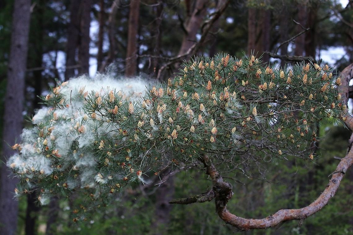 Scots Pine - Pollen 2 <figure class="photo"><a href="https://www.jungledragon.com/image/104761/scots_pine_-_pollen_1.html" title="Scots Pine - Pollen 1"><img src="https://s3.amazonaws.com/media.jungledragon.com/images/3826/104761_thumb.JPG?AWSAccessKeyId=05GMT0V3GWVNE7GGM1R2&Expires=1767225610&Signature=LCiLFXVak8fjvJJe54slEn%2FcvVY%3D" width="200" height="134" alt="Scots Pine - Pollen 1 https://www.jungledragon.com/image/104758/scots_pine_-_pollen_2.html<br />
https://www.jungledragon.com/image/104697/scots_pine_releasing_pollen.html<br />
https://www.jungledragon.com/image/104760/scots_pine_-_pollen_3.html<br />
https://www.jungledragon.com/image/104759/scots_pine_-_pollen_4.html<br />
https://www.jungledragon.com/image/104764/scots_pine_-_pollen_5.html<br />
https://www.jungledragon.com/image/104762/scots_pine_-_pollen_6.html<br />
https://www.jungledragon.com/image/104763/scots_pine_-_pollen_7.html Cumbria,Pinus sylvestris,Scots Pine" /></a></figure><br />
<figure class="photo"><a href="https://www.jungledragon.com/image/104697/scots_pine_releasing_pollen.html" title="Scots Pine releasing pollen"><img src="https://s3.amazonaws.com/media.jungledragon.com/images/3826/104697_thumb.JPG?AWSAccessKeyId=05GMT0V3GWVNE7GGM1R2&Expires=1767225610&Signature=5%2BJ4wyt9fFCPHltQYZryt05w5yY%3D" width="200" height="134" alt="Scots Pine releasing pollen Fabulous cloud of pollen<br />
https://www.jungledragon.com/image/104761/scots_pine_-_pollen_1.html<br />
https://www.jungledragon.com/image/104758/scots_pine_-_pollen_2.html<br />
https://www.jungledragon.com/image/104697/scots_pine_releasing_pollen.html<br />
https://www.jungledragon.com/image/104760/scots_pine_-_pollen_3.html<br />
https://www.jungledragon.com/image/104759/scots_pine_-_pollen_4.html<br />
https://www.jungledragon.com/image/104764/scots_pine_-_pollen_5.html<br />
https://www.jungledragon.com/image/104762/scots_pine_-_pollen_6.html<br />
https://www.jungledragon.com/image/104763/scots_pine_-_pollen_7.html Cumbria,Kings Meaburn,Pinus sylvestris,Scots Pine" /></a></figure><br />
<figure class="photo"><a href="https://www.jungledragon.com/image/104760/scots_pine_-_pollen_3.html" title="Scots Pine - Pollen 3"><img src="https://s3.amazonaws.com/media.jungledragon.com/images/3826/104760_thumb.JPG?AWSAccessKeyId=05GMT0V3GWVNE7GGM1R2&Expires=1767225610&Signature=Hg1O6gH%2F7oE3QPvHgpeemkM42jU%3D" width="200" height="134" alt="Scots Pine - Pollen 3 https://www.jungledragon.com/image/104761/scots_pine_-_pollen_1.html<br />
https://www.jungledragon.com/image/104758/scots_pine_-_pollen_2.html<br />
https://www.jungledragon.com/image/104697/scots_pine_releasing_pollen.html<br />
https://www.jungledragon.com/image/104759/scots_pine_-_pollen_4.html<br />
https://www.jungledragon.com/image/104764/scots_pine_-_pollen_5.html<br />
https://www.jungledragon.com/image/104762/scots_pine_-_pollen_6.html<br />
https://www.jungledragon.com/image/104763/scots_pine_-_pollen_7.html Cumbria,Pinus sylvestris,Scots Pine" /></a></figure><br />
<figure class="photo"><a href="https://www.jungledragon.com/image/104759/scots_pine_-_pollen_4.html" title="Scots Pine - Pollen 4"><img src="https://s3.amazonaws.com/media.jungledragon.com/images/3826/104759_thumb.JPG?AWSAccessKeyId=05GMT0V3GWVNE7GGM1R2&Expires=1767225610&Signature=wsor5SlNiokAftAPs55DPNIpKMA%3D" width="200" height="134" alt="Scots Pine - Pollen 4 https://www.jungledragon.com/image/104761/scots_pine_-_pollen_1.html<br />
https://www.jungledragon.com/image/104758/scots_pine_-_pollen_2.html<br />
https://www.jungledragon.com/image/104697/scots_pine_releasing_pollen.html<br />
https://www.jungledragon.com/image/104760/scots_pine_-_pollen_3.html<br />
https://www.jungledragon.com/image/104764/scots_pine_-_pollen_5.html<br />
https://www.jungledragon.com/image/104762/scots_pine_-_pollen_6.html<br />
https://www.jungledragon.com/image/104763/scots_pine_-_pollen_7.html Cumbria,Pinus sylvestris,Scots Pine" /></a></figure><br />
<figure class="photo"><a href="https://www.jungledragon.com/image/104764/scots_pine_-_pollen_5.html" title="Scots Pine - Pollen 5"><img src="https://s3.amazonaws.com/media.jungledragon.com/images/3826/104764_thumb.JPG?AWSAccessKeyId=05GMT0V3GWVNE7GGM1R2&Expires=1767225610&Signature=Lp%2FzXXZcggB9OcXAU%2B8RJExFTKI%3D" width="200" height="134" alt="Scots Pine - Pollen 5 https://www.jungledragon.com/image/104761/scots_pine_-_pollen_1.html<br />
https://www.jungledragon.com/image/104758/scots_pine_-_pollen_2.html<br />
https://www.jungledragon.com/image/104697/scots_pine_releasing_pollen.html<br />
https://www.jungledragon.com/image/104760/scots_pine_-_pollen_3.html<br />
https://www.jungledragon.com/image/104759/scots_pine_-_pollen_4.html<br />
https://www.jungledragon.com/image/104762/scots_pine_-_pollen_6.html<br />
https://www.jungledragon.com/image/104763/scots_pine_-_pollen_7.html Cumbria,Pinus sylvestris,Scots Pine" /></a></figure><br />
<figure class="photo"><a href="https://www.jungledragon.com/image/104762/scots_pine_-_pollen_6.html" title="Scots Pine - Pollen 6"><img src="https://s3.amazonaws.com/media.jungledragon.com/images/3826/104762_thumb.JPG?AWSAccessKeyId=05GMT0V3GWVNE7GGM1R2&Expires=1767225610&Signature=vPJ84R4TxAND4UaAhYAJPPJHbE4%3D" width="200" height="134" alt="Scots Pine - Pollen 6 https://www.jungledragon.com/image/104761/scots_pine_-_pollen_1.html<br />
https://www.jungledragon.com/image/104758/scots_pine_-_pollen_2.html<br />
https://www.jungledragon.com/image/104697/scots_pine_releasing_pollen.html<br />
https://www.jungledragon.com/image/104760/scots_pine_-_pollen_3.html<br />
https://www.jungledragon.com/image/104759/scots_pine_-_pollen_4.html<br />
https://www.jungledragon.com/image/104764/scots_pine_-_pollen_5.html<br />
https://www.jungledragon.com/image/104763/scots_pine_-_pollen_7.html Cumbria,Pinus sylvestris,Scots Pine" /></a></figure><br />
<figure class="photo"><a href="https://www.jungledragon.com/image/104763/scots_pine_-_pollen_7.html" title="Scots Pine - Pollen 7"><img src="https://s3.amazonaws.com/media.jungledragon.com/images/3826/104763_thumb.JPG?AWSAccessKeyId=05GMT0V3GWVNE7GGM1R2&Expires=1767225610&Signature=eeY35yvJxJFjh%2FV0kq%2FVp32uSHM%3D" width="200" height="134" alt="Scots Pine - Pollen 7 https://www.jungledragon.com/image/104761/scots_pine_-_pollen_1.html<br />
https://www.jungledragon.com/image/104758/scots_pine_-_pollen_2.html<br />
https://www.jungledragon.com/image/104697/scots_pine_releasing_pollen.html<br />
https://www.jungledragon.com/image/104760/scots_pine_-_pollen_3.html<br />
https://www.jungledragon.com/image/104759/scots_pine_-_pollen_4.html<br />
https://www.jungledragon.com/image/104764/scots_pine_-_pollen_5.html<br />
https://www.jungledragon.com/image/104762/scots_pine_-_pollen_6.html Cumbria,Pinus sylvestris,Scots Pine" /></a></figure> Cumbria,Pinus sylvestris,Scots Pine