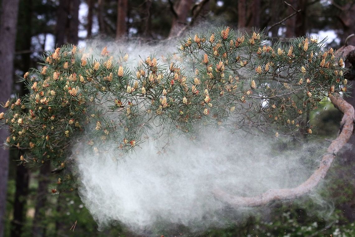 Scots Pine - Pollen 4 <figure class="photo"><a href="https://www.jungledragon.com/image/104761/scots_pine_-_pollen_1.html" title="Scots Pine - Pollen 1"><img src="https://s3.amazonaws.com/media.jungledragon.com/images/3826/104761_thumb.JPG?AWSAccessKeyId=05GMT0V3GWVNE7GGM1R2&Expires=1767225610&Signature=LCiLFXVak8fjvJJe54slEn%2FcvVY%3D" width="200" height="134" alt="Scots Pine - Pollen 1 https://www.jungledragon.com/image/104758/scots_pine_-_pollen_2.html<br />
https://www.jungledragon.com/image/104697/scots_pine_releasing_pollen.html<br />
https://www.jungledragon.com/image/104760/scots_pine_-_pollen_3.html<br />
https://www.jungledragon.com/image/104759/scots_pine_-_pollen_4.html<br />
https://www.jungledragon.com/image/104764/scots_pine_-_pollen_5.html<br />
https://www.jungledragon.com/image/104762/scots_pine_-_pollen_6.html<br />
https://www.jungledragon.com/image/104763/scots_pine_-_pollen_7.html Cumbria,Pinus sylvestris,Scots Pine" /></a></figure><br />
<figure class="photo"><a href="https://www.jungledragon.com/image/104758/scots_pine_-_pollen_2.html" title="Scots Pine - Pollen 2"><img src="https://s3.amazonaws.com/media.jungledragon.com/images/3826/104758_thumb.JPG?AWSAccessKeyId=05GMT0V3GWVNE7GGM1R2&Expires=1767225610&Signature=FJte1wMIyk1ctTt%2BYUnhXkAzuwE%3D" width="200" height="134" alt="Scots Pine - Pollen 2 https://www.jungledragon.com/image/104761/scots_pine_-_pollen_1.html<br />
https://www.jungledragon.com/image/104697/scots_pine_releasing_pollen.html<br />
https://www.jungledragon.com/image/104760/scots_pine_-_pollen_3.html<br />
https://www.jungledragon.com/image/104759/scots_pine_-_pollen_4.html<br />
https://www.jungledragon.com/image/104764/scots_pine_-_pollen_5.html<br />
https://www.jungledragon.com/image/104762/scots_pine_-_pollen_6.html<br />
https://www.jungledragon.com/image/104763/scots_pine_-_pollen_7.html Cumbria,Pinus sylvestris,Scots Pine" /></a></figure><br />
<figure class="photo"><a href="https://www.jungledragon.com/image/104697/scots_pine_releasing_pollen.html" title="Scots Pine releasing pollen"><img src="https://s3.amazonaws.com/media.jungledragon.com/images/3826/104697_thumb.JPG?AWSAccessKeyId=05GMT0V3GWVNE7GGM1R2&Expires=1767225610&Signature=5%2BJ4wyt9fFCPHltQYZryt05w5yY%3D" width="200" height="134" alt="Scots Pine releasing pollen Fabulous cloud of pollen<br />
https://www.jungledragon.com/image/104761/scots_pine_-_pollen_1.html<br />
https://www.jungledragon.com/image/104758/scots_pine_-_pollen_2.html<br />
https://www.jungledragon.com/image/104697/scots_pine_releasing_pollen.html<br />
https://www.jungledragon.com/image/104760/scots_pine_-_pollen_3.html<br />
https://www.jungledragon.com/image/104759/scots_pine_-_pollen_4.html<br />
https://www.jungledragon.com/image/104764/scots_pine_-_pollen_5.html<br />
https://www.jungledragon.com/image/104762/scots_pine_-_pollen_6.html<br />
https://www.jungledragon.com/image/104763/scots_pine_-_pollen_7.html Cumbria,Kings Meaburn,Pinus sylvestris,Scots Pine" /></a></figure><br />
<figure class="photo"><a href="https://www.jungledragon.com/image/104760/scots_pine_-_pollen_3.html" title="Scots Pine - Pollen 3"><img src="https://s3.amazonaws.com/media.jungledragon.com/images/3826/104760_thumb.JPG?AWSAccessKeyId=05GMT0V3GWVNE7GGM1R2&Expires=1767225610&Signature=Hg1O6gH%2F7oE3QPvHgpeemkM42jU%3D" width="200" height="134" alt="Scots Pine - Pollen 3 https://www.jungledragon.com/image/104761/scots_pine_-_pollen_1.html<br />
https://www.jungledragon.com/image/104758/scots_pine_-_pollen_2.html<br />
https://www.jungledragon.com/image/104697/scots_pine_releasing_pollen.html<br />
https://www.jungledragon.com/image/104759/scots_pine_-_pollen_4.html<br />
https://www.jungledragon.com/image/104764/scots_pine_-_pollen_5.html<br />
https://www.jungledragon.com/image/104762/scots_pine_-_pollen_6.html<br />
https://www.jungledragon.com/image/104763/scots_pine_-_pollen_7.html Cumbria,Pinus sylvestris,Scots Pine" /></a></figure><br />
<figure class="photo"><a href="https://www.jungledragon.com/image/104764/scots_pine_-_pollen_5.html" title="Scots Pine - Pollen 5"><img src="https://s3.amazonaws.com/media.jungledragon.com/images/3826/104764_thumb.JPG?AWSAccessKeyId=05GMT0V3GWVNE7GGM1R2&Expires=1767225610&Signature=Lp%2FzXXZcggB9OcXAU%2B8RJExFTKI%3D" width="200" height="134" alt="Scots Pine - Pollen 5 https://www.jungledragon.com/image/104761/scots_pine_-_pollen_1.html<br />
https://www.jungledragon.com/image/104758/scots_pine_-_pollen_2.html<br />
https://www.jungledragon.com/image/104697/scots_pine_releasing_pollen.html<br />
https://www.jungledragon.com/image/104760/scots_pine_-_pollen_3.html<br />
https://www.jungledragon.com/image/104759/scots_pine_-_pollen_4.html<br />
https://www.jungledragon.com/image/104762/scots_pine_-_pollen_6.html<br />
https://www.jungledragon.com/image/104763/scots_pine_-_pollen_7.html Cumbria,Pinus sylvestris,Scots Pine" /></a></figure><br />
<figure class="photo"><a href="https://www.jungledragon.com/image/104762/scots_pine_-_pollen_6.html" title="Scots Pine - Pollen 6"><img src="https://s3.amazonaws.com/media.jungledragon.com/images/3826/104762_thumb.JPG?AWSAccessKeyId=05GMT0V3GWVNE7GGM1R2&Expires=1767225610&Signature=vPJ84R4TxAND4UaAhYAJPPJHbE4%3D" width="200" height="134" alt="Scots Pine - Pollen 6 https://www.jungledragon.com/image/104761/scots_pine_-_pollen_1.html<br />
https://www.jungledragon.com/image/104758/scots_pine_-_pollen_2.html<br />
https://www.jungledragon.com/image/104697/scots_pine_releasing_pollen.html<br />
https://www.jungledragon.com/image/104760/scots_pine_-_pollen_3.html<br />
https://www.jungledragon.com/image/104759/scots_pine_-_pollen_4.html<br />
https://www.jungledragon.com/image/104764/scots_pine_-_pollen_5.html<br />
https://www.jungledragon.com/image/104763/scots_pine_-_pollen_7.html Cumbria,Pinus sylvestris,Scots Pine" /></a></figure><br />
<figure class="photo"><a href="https://www.jungledragon.com/image/104763/scots_pine_-_pollen_7.html" title="Scots Pine - Pollen 7"><img src="https://s3.amazonaws.com/media.jungledragon.com/images/3826/104763_thumb.JPG?AWSAccessKeyId=05GMT0V3GWVNE7GGM1R2&Expires=1767225610&Signature=eeY35yvJxJFjh%2FV0kq%2FVp32uSHM%3D" width="200" height="134" alt="Scots Pine - Pollen 7 https://www.jungledragon.com/image/104761/scots_pine_-_pollen_1.html<br />
https://www.jungledragon.com/image/104758/scots_pine_-_pollen_2.html<br />
https://www.jungledragon.com/image/104697/scots_pine_releasing_pollen.html<br />
https://www.jungledragon.com/image/104760/scots_pine_-_pollen_3.html<br />
https://www.jungledragon.com/image/104759/scots_pine_-_pollen_4.html<br />
https://www.jungledragon.com/image/104764/scots_pine_-_pollen_5.html<br />
https://www.jungledragon.com/image/104762/scots_pine_-_pollen_6.html Cumbria,Pinus sylvestris,Scots Pine" /></a></figure> Cumbria,Pinus sylvestris,Scots Pine