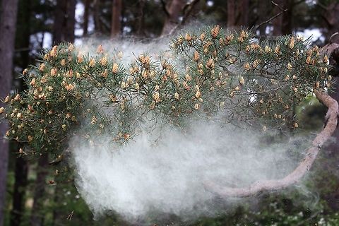 Scots Pine - Pollen 4 https://www.jungledragon.com/image/104761/scots_pine_-_pollen_1.html
https://www.jungledragon.com/image/104758/scots_pine_-_pollen_2.html
https://www.jungledragon.com/image/104697/scots_pine_releasing_pollen.html
https://www.jungledragon.com/image/104760/scots_pine_-_pollen_3.html
https://www.jungledragon.com/image/104764/scots_pine_-_pollen_5.html
https://www.jungledragon.com/image/104762/scots_pine_-_pollen_6.html
https://www.jungledragon.com/image/104763/scots_pine_-_pollen_7.html Cumbria,Pinus sylvestris,Scots Pine