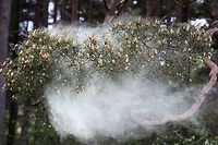 Scots Pine - Pollen 4 https://www.jungledragon.com/image/104761/scots_pine_-_pollen_1.html<br />
https://www.jungledragon.com/image/104758/scots_pine_-_pollen_2.html<br />
https://www.jungledragon.com/image/104697/scots_pine_releasing_pollen.html<br />
https://www.jungledragon.com/image/104760/scots_pine_-_pollen_3.html<br />
https://www.jungledragon.com/image/104764/scots_pine_-_pollen_5.html<br />
https://www.jungledragon.com/image/104762/scots_pine_-_pollen_6.html<br />
https://www.jungledragon.com/image/104763/scots_pine_-_pollen_7.html Cumbria,Pinus sylvestris,Scots Pine
